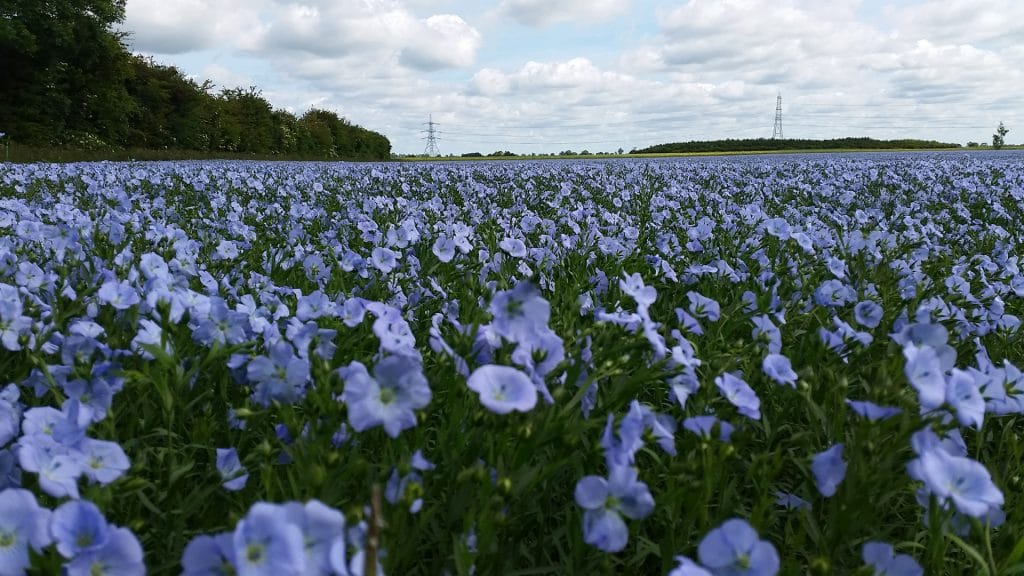 A field of blue flowers growing in Lincolnshire