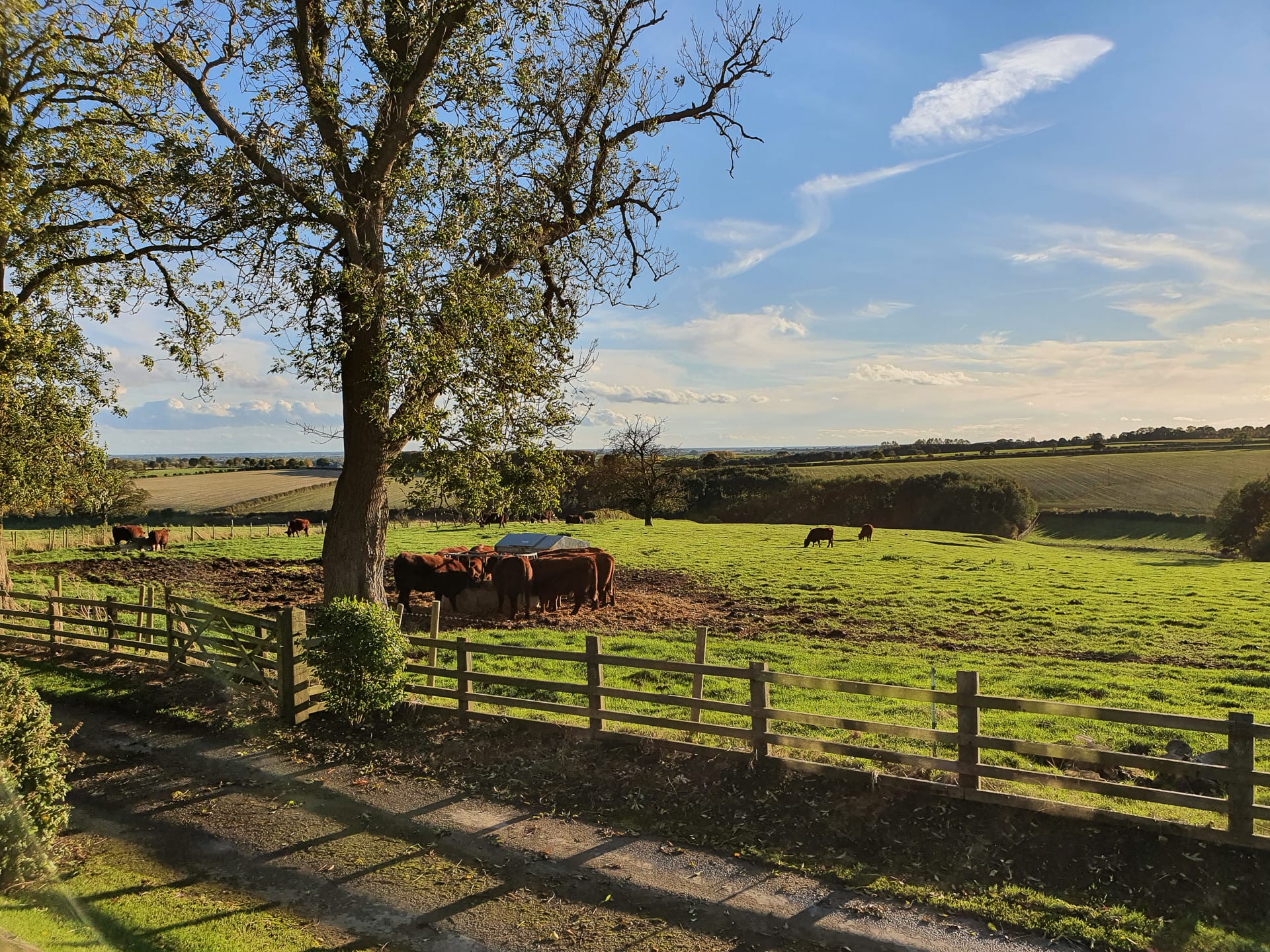 Cows grazing in a field in the Lincolnshire Wolds